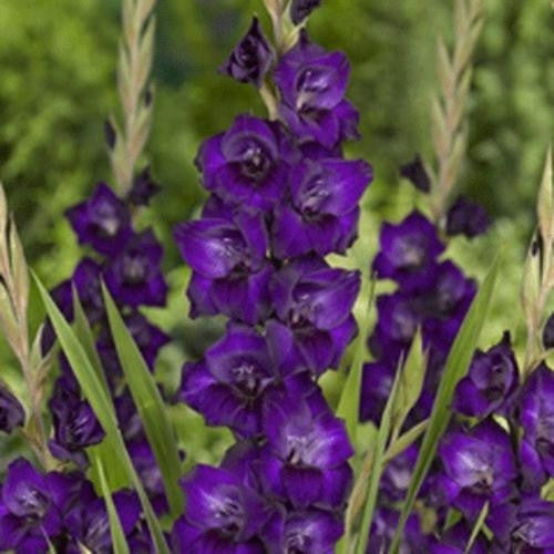 Gladiolus - Purple Flora - Flower Bulbs (Not Seeds)