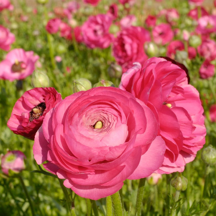 Ranunculus – Pink – 25 bulbs p/pack (Bulbs - not seeds)