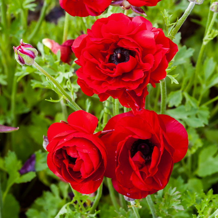 Milva Ranunculus Ranunculus – Red – 25 bulbs p/pack (Bulbs - not seeds)