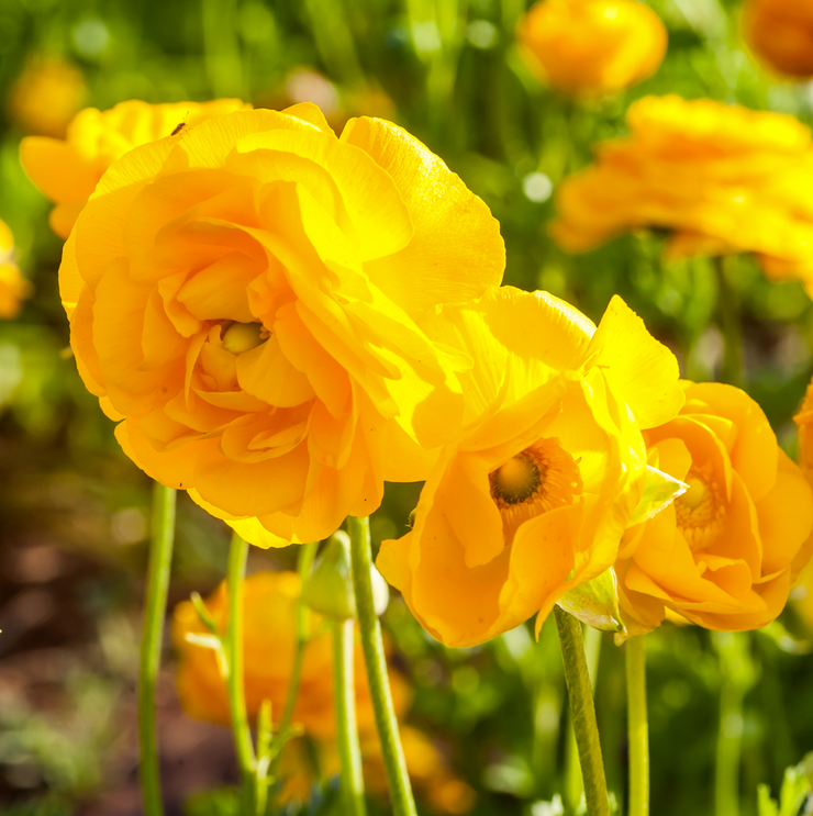 Ranunculus – Yellow – 25 bulbs p/pack (Bulbs - not seeds)