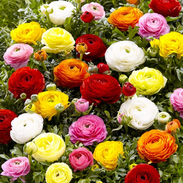 Ranunculus – Mixed – Large – 15 bulbs p/pack (Bulbs not seeds)