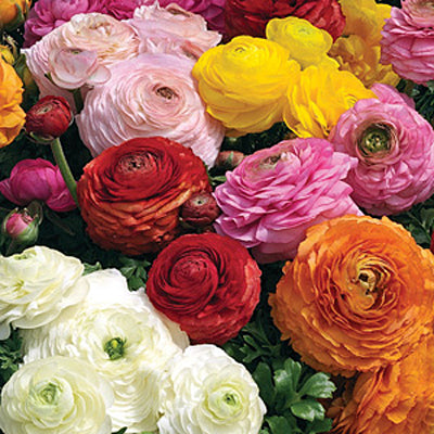 Mache Orange Ranunculus Ranunculus Mache Mix Flower Seeds | Seeds for Africa