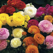 Ranunculus Mache Mix - Beautiful feature flowers - 5 seeds