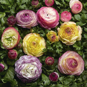 Ranunculus Mache Vanilla Rose Bicolour - Beautiful feature flowers - 5 seeds