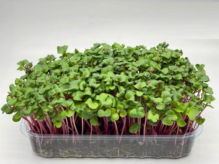 Red Coral Radish - Sprouting / Microgreen Seeds