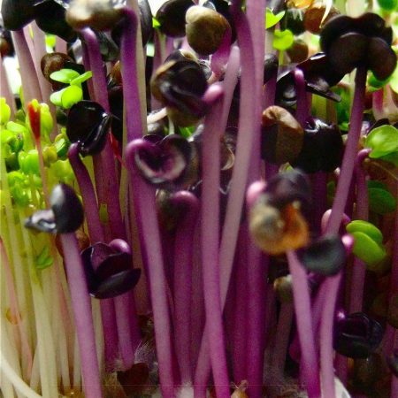 Red Coral Radish - Sprouting / Microgreen Seeds