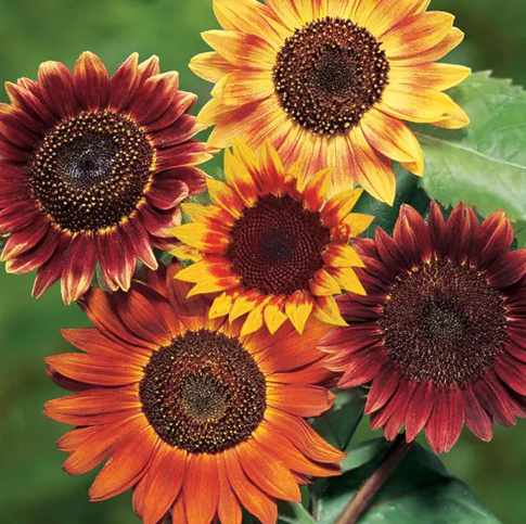 Red Sun Sunflower - Helianthus annuus - Annual Flower - 10 Seeds