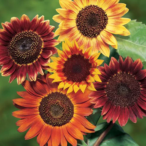 flower seeds per gram Red Sun Sunflower Seeds