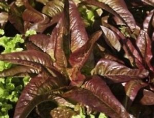 Red Amish Deer Tongue Lettuce - Lactuca Sativa - Vegetable - 100 Seeds