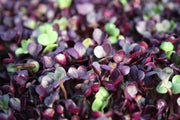 Japanese Red Daikon Sango Radish Cress - Sprouting / Microgreen Seeds