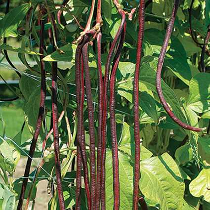 Chinese / Thai Red Yard Long / Noodle Beans - Heirloom Vegetable - Vigna sesquipedalis - 5 Seeds