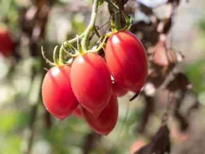 Rio Fuego Tomato - Lycopersicon esculentum - 50 Seeds