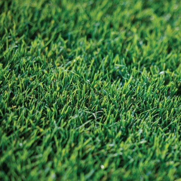 Rye / Fescue Mix / Grass Seed | Seeds for Africa