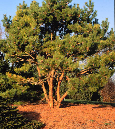 Japanese Red Pine - Pinus densiflora - Bonsai Tree - 10 Seeds