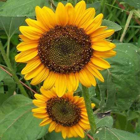 Dwarf Sunspot Dwarf Sunflower - Helianthus - Annual - 20 Seeds