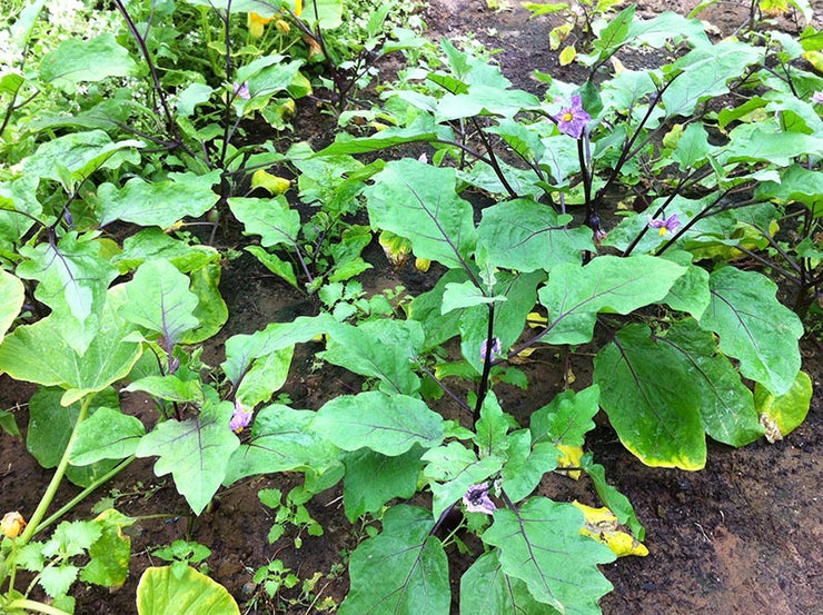 Violette Aubergine Eggplant - ORGANIC - Heirloom Vegetable - 20 Seeds