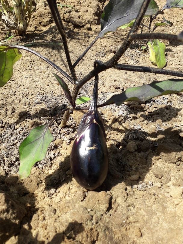 Violette Aubergine Eggplant - ORGANIC - Heirloom Vegetable - 20 Seeds