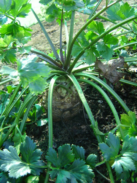 Ortho Celeriac - ORGANIC - Heirloom Vegetable - 50 Seeds