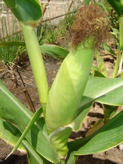 Bont Maize / Multicoloured Corn - ORGANIC - Heirloom Vegetable - 10 Seeds