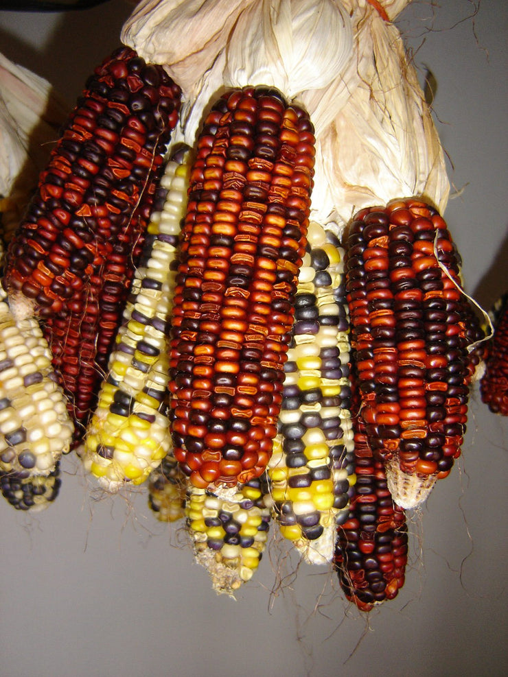 Bont Maize / Multicoloured Corn - ORGANIC - Heirloom Vegetable - 10 Seeds