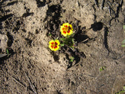 Marigold Flowers - ORGANIC - Edible Heirloom Flower - 20 Seeds