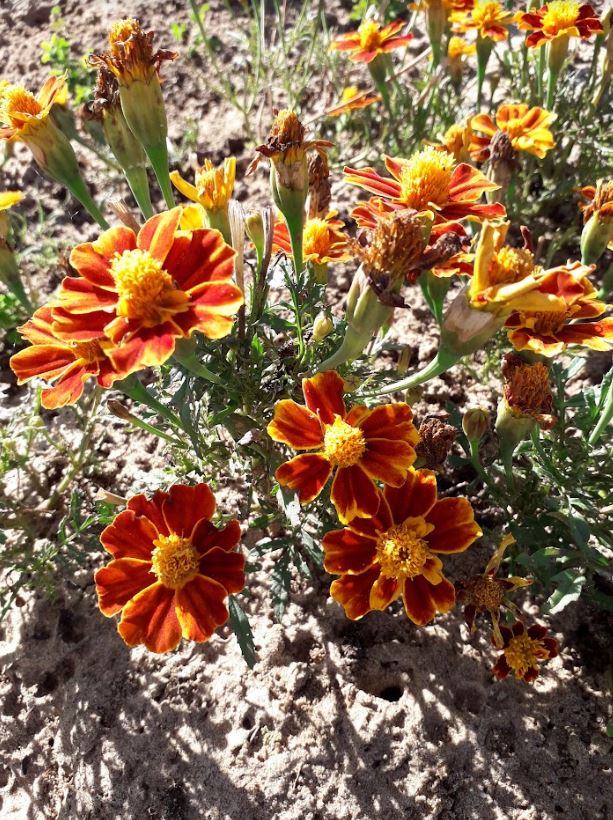 Marigold Flowers - ORGANIC - Edible Heirloom Flower - 20 Seeds