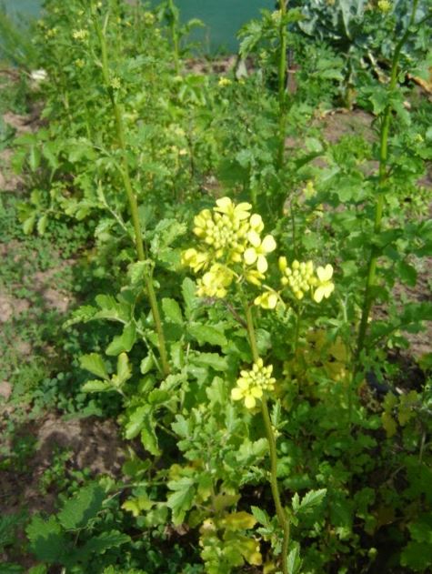 Yellow Mustard - ORGANIC - Heirloom Vegetable - 50 Seeds