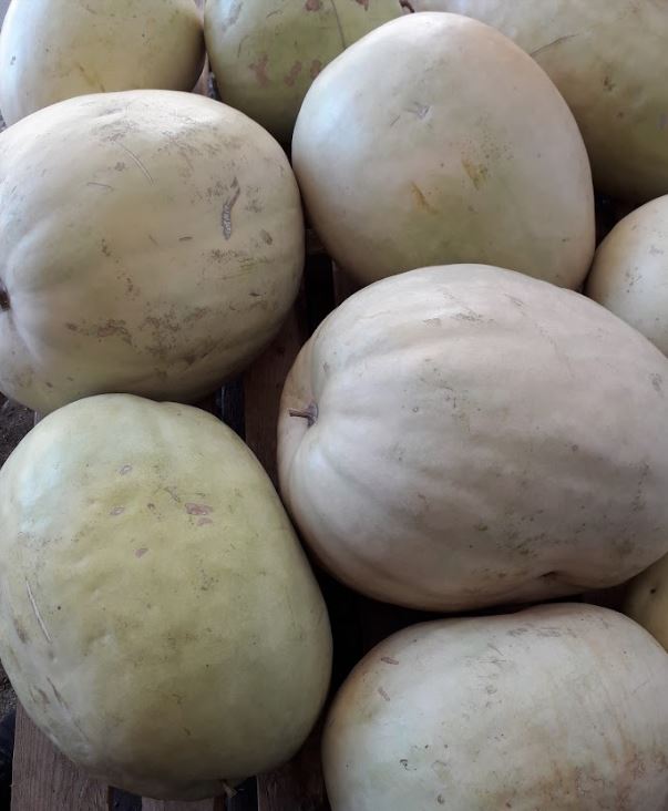 Makatan Melon - ORGANIC - Heirloom Vegetable - 5 Seeds