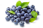 Dwarf Lowbush Blueberry - Fruit Shrub / Tree - Vaccinium angustifolium - 10 Seeds