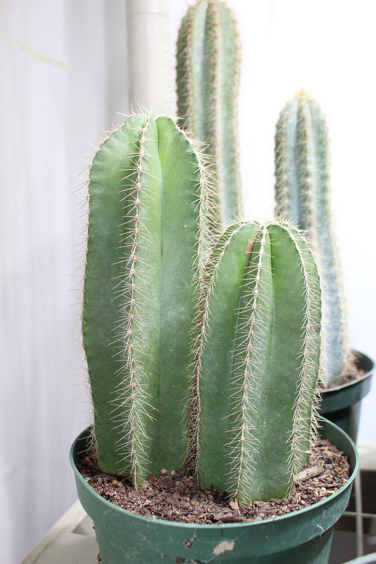 Isolatocereus / Stenocereus dumortieri - Exotic Cacti / Succulent - 10 Seeds