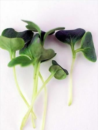 Curly Blue Kale - Microgreen Seeds