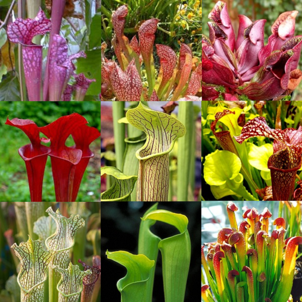 Mixed Pitcher Plants - Sarracenia Mixed Species - Carnivorous - 5 Seeds