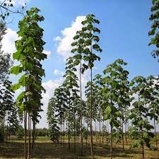 Paulownia Shan Tong Hybrid - 20 Seeds - Very fast Growing Exotic Tree