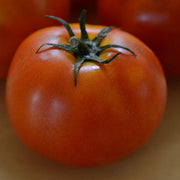 Little Sicily Cocktail Tomato - Container Hanging Basket Trailing Tomato - Lycopersicon Esculentum - 5 Seeds