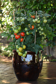 Little Sicily Cocktail Tomato - Container Hanging Basket Trailing Tomato - Lycopersicon Esculentum - 5 Seeds