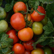 Little Sicily Cocktail Tomato - Container Hanging Basket Trailing Tomato - Lycopersicon Esculentum - 5 Seeds