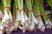 All season bunching spring Onion - Vegetable / Herb - 100 Seeds