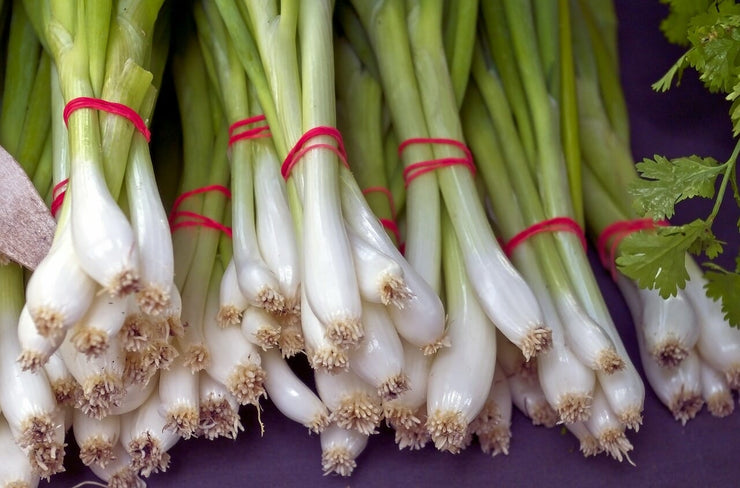 All Season Spring Onion / Bunching Onion - Bulk Herb Seeds - 50 grams