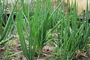 All Season Spring Onion / Bunching Onion - Bulk Herb Seeds - 50 grams