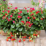 Summer Breeze Rose F1 Strawberry - Fragaria - Easy to grow Container Strawberry - Fruit - 5 Seeds