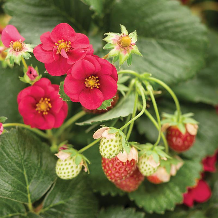 Summer Breeze Rose F1 Strawberry - Fragaria - Easy to grow Container Strawberry - Fruit - 5 Seeds