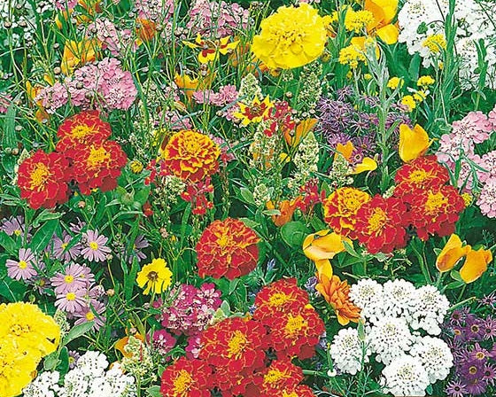 Summer Scatter Dwarf Flower Mix - Easy growing flowers - 5 grams