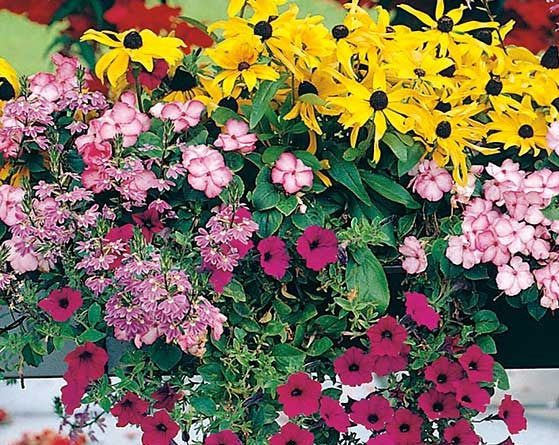 Summer Scatter Shade Flower Mix - Easy growing flowers