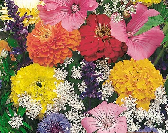 Summer Scatter Tall Flower Mix - Easy growing flowers