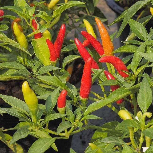 Tabasco Chilli Pepper - ORGANIC - Heirloom Vegetable - 10 Seeds