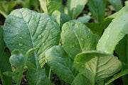 Tendergreen Mustard Greens - ORGANIC - Brassica Juncea - 200 Seeds
