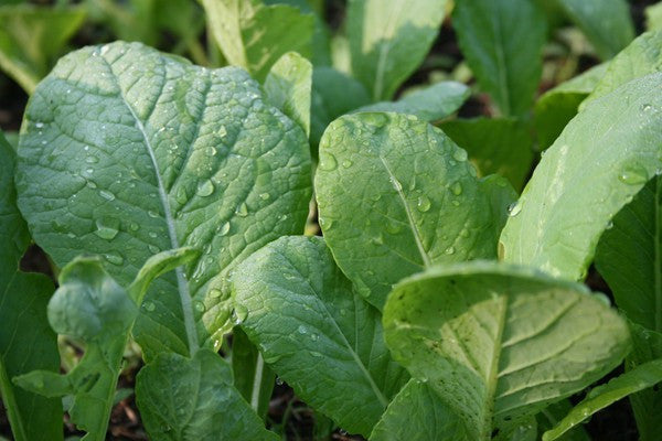 Tendergreen Mustard Greens - ORGANIC - Brassica Juncea - 200 Seeds
