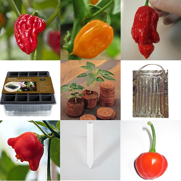 Chilli / Hot Pepper Seed Germination Kit - Basic Kit including a variety of exciting chilli seeds!