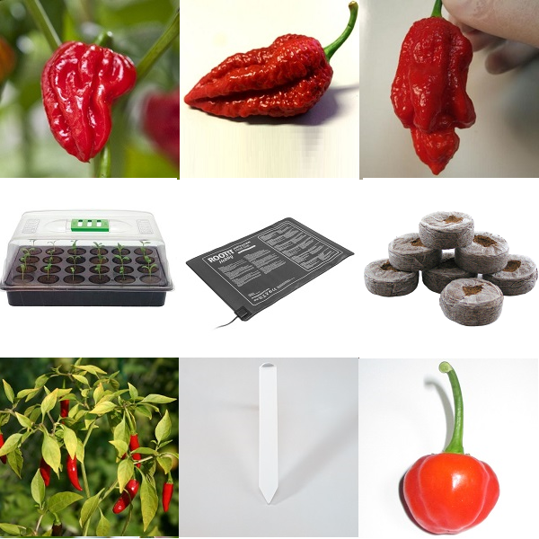 Chilli / Hot Pepper Seed Germination Kit - Intermediary Kit including a variety of exciting chilli seeds!