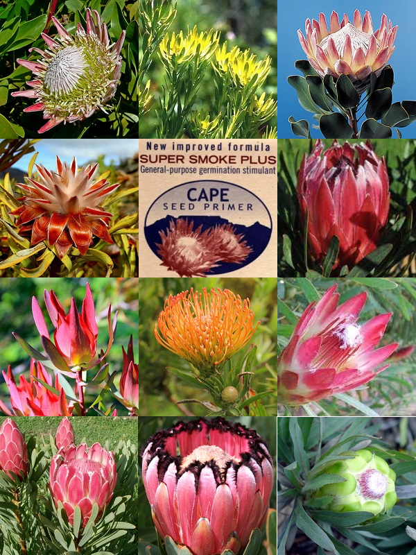 South African Protea Collection - 10 Protea Varieties - 50 Seeds plus smoke primer - Indigenous Shrub Package Deal